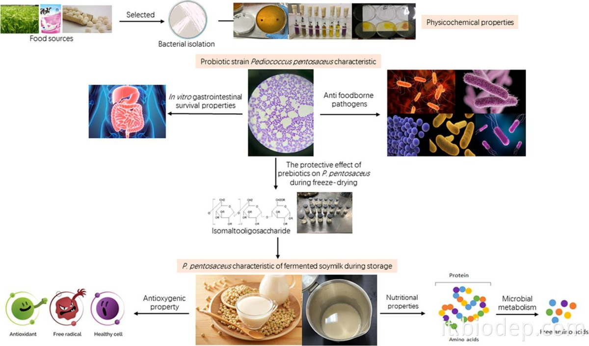 Pediococus pentosaceus3 pediococus pentosaceus3